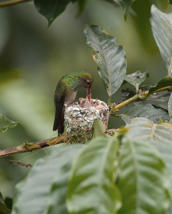 Natures Balance : Behind Kolibri