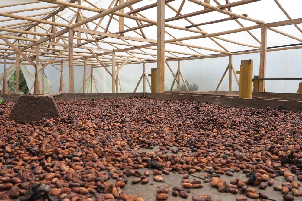 Coffee processing in canopies